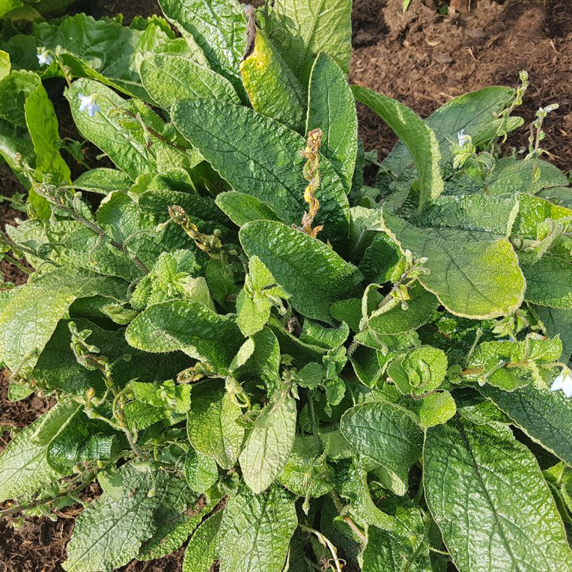 Borago pygmaea (Plant habit)