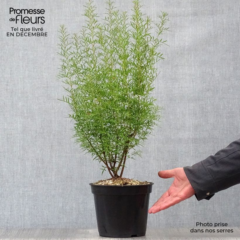 Boronia heterophylla - Boronie à feuillage varié. Pot de 3L/4L sample as delivered in winter