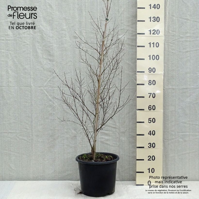 Bouleau noir - Betula nigra Pot de 12L/15L sample as delivered in autumn