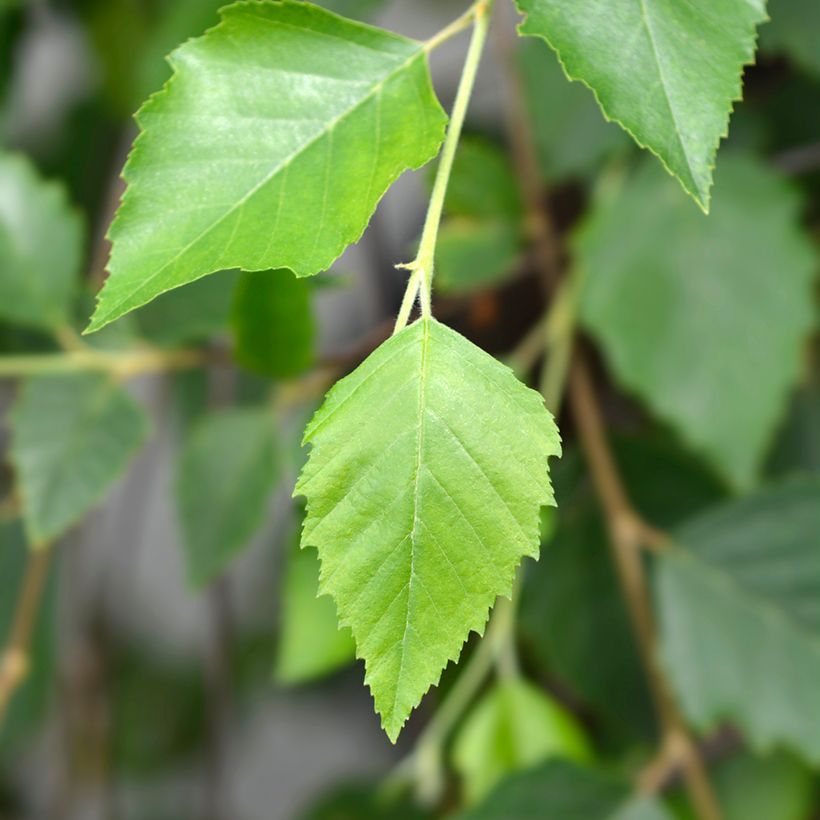 Betula nigra Summer Cascade - Birch (Foliage)