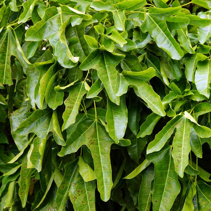 Brachychiton acerifolius (Foliage)