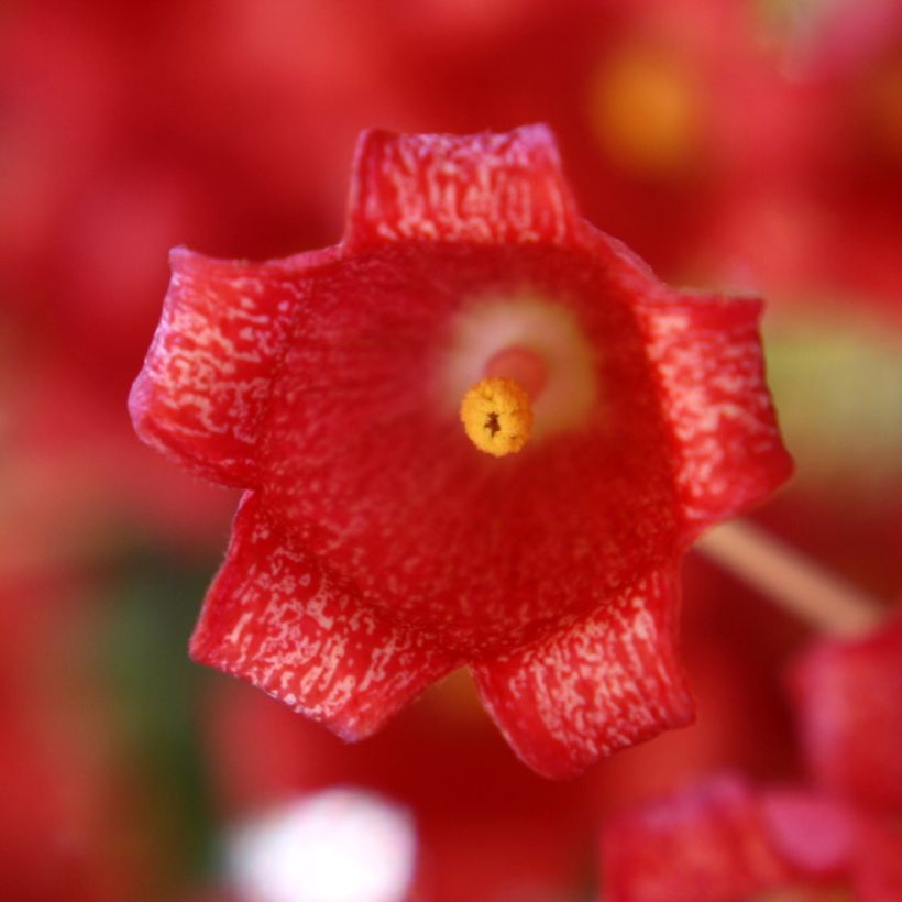 Brachychiton acerifolius (Flowering)