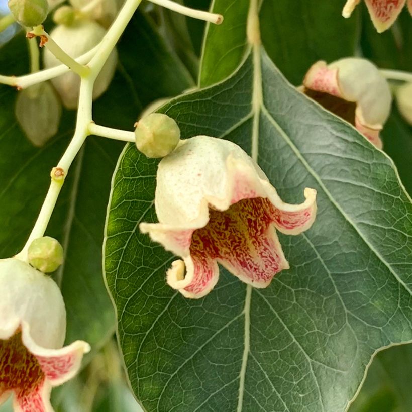 Brachychiton populneus (Flowering)