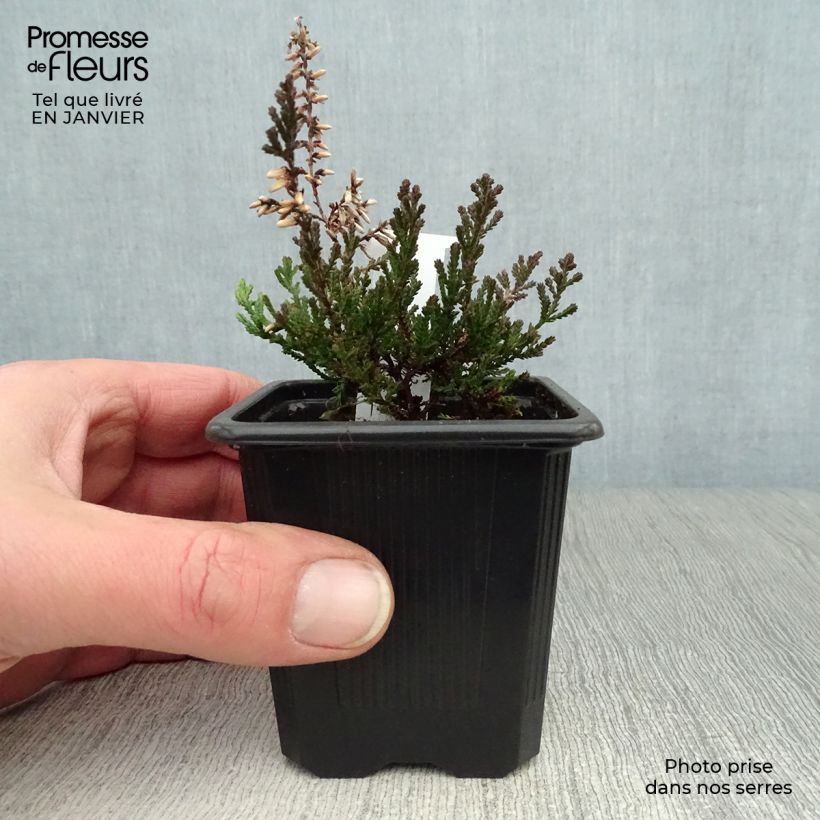 Bruyère d'été - Calluna vulgaris Marlies Godet de 8 cm sample as delivered in winter