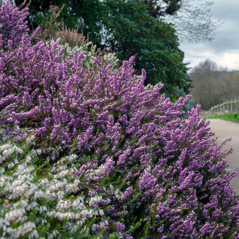 Darley Heath - Erica darleyensis Furzey (Plant habit)