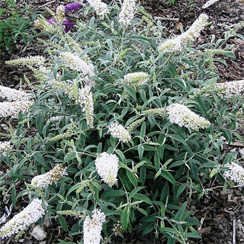 Buddleja davidii White Ball - Butterfly Bush (Plant habit)