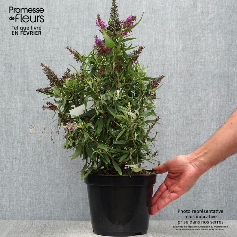 Buddleia davidii Butterfly Tower - Arbre aux papillons Pot de 2L/3L sample as delivered in autumn