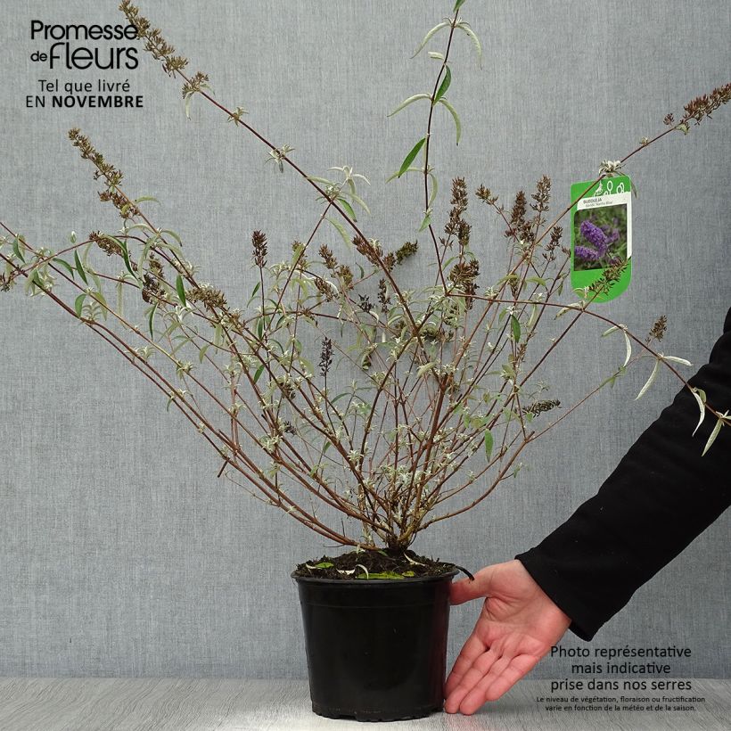 Buddleia davidii Nanho Blue  - Arbre aux papillons nain Pot de 3L/4L sample as delivered in autumn