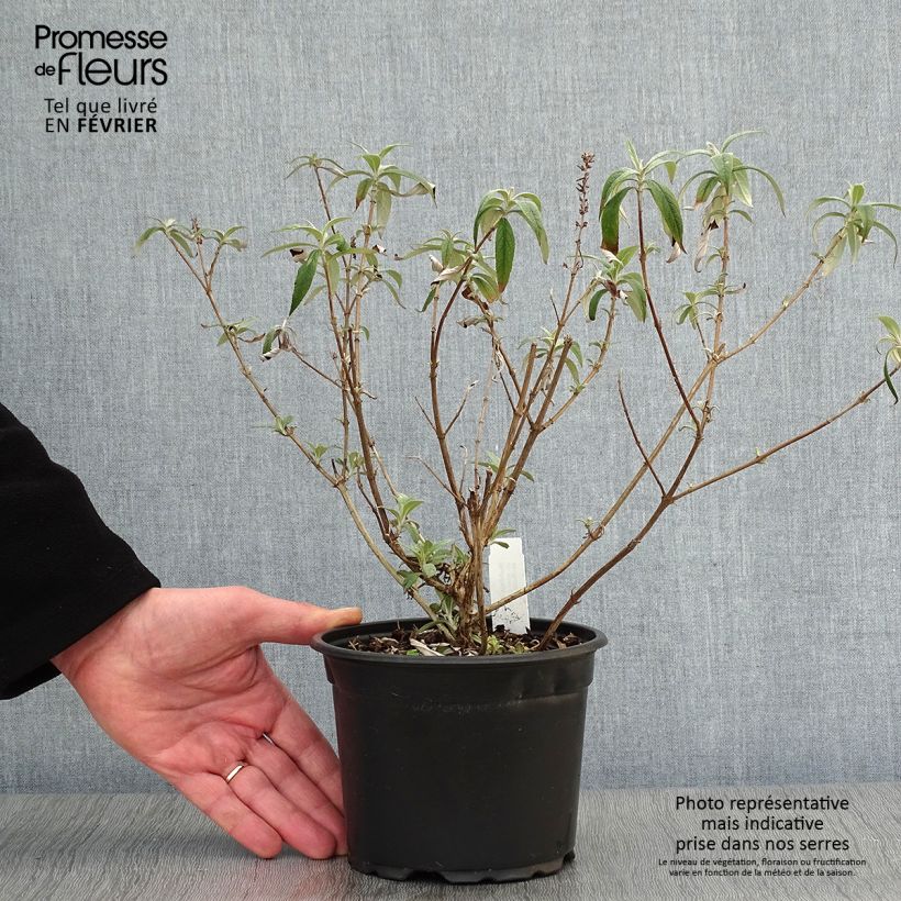 Buddleia davidii White Profusion en pot 1.3L - Arbre aux papillons sample as delivered in winter