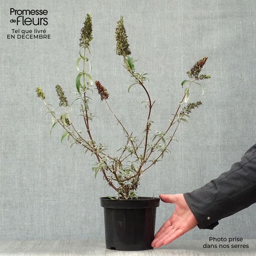 Buddleia davidii White Profusion en pot de 3L/4L - Arbre aux papillons sample as delivered in winter