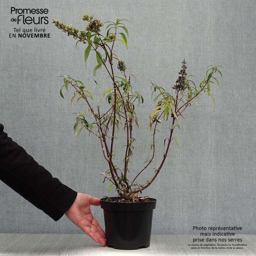 Buddleia davidii White Profusion en pot de 3L/4L - Arbre aux papillons sample as delivered in autumn