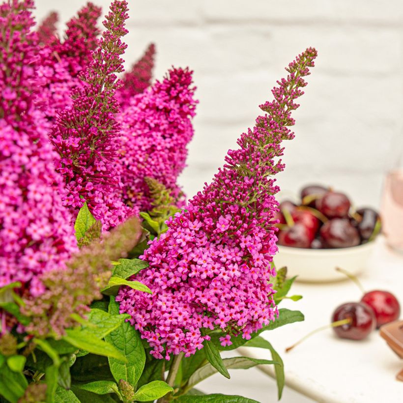 Buddleja x davidii Butterfly Candy® Little Cerise - Butterfly Bush (Flowering)