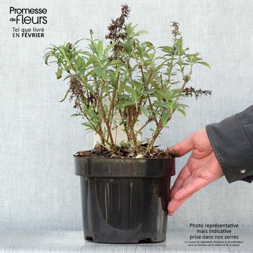 Buddleja Peacock - Arbre aux papillons Pot de 3L/4L sample as delivered in winter