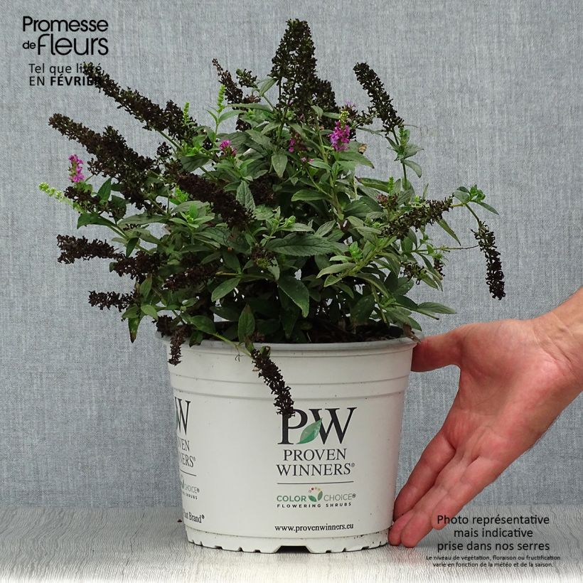 Buddleja Pink Micro Chip - Arbre aux papillons nain Pot de 3L/4L sample as delivered in autumn