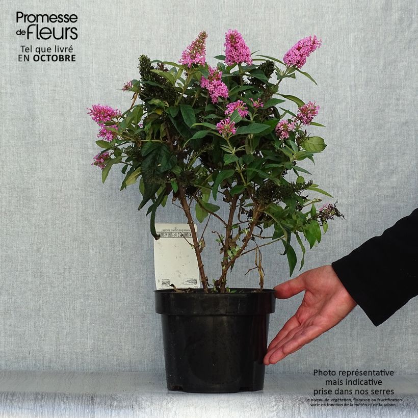 Buddleja davidii Butterfly Candy Little Pink - Arbre aux papillons nain Pot de 3L/4L sample as delivered in autumn