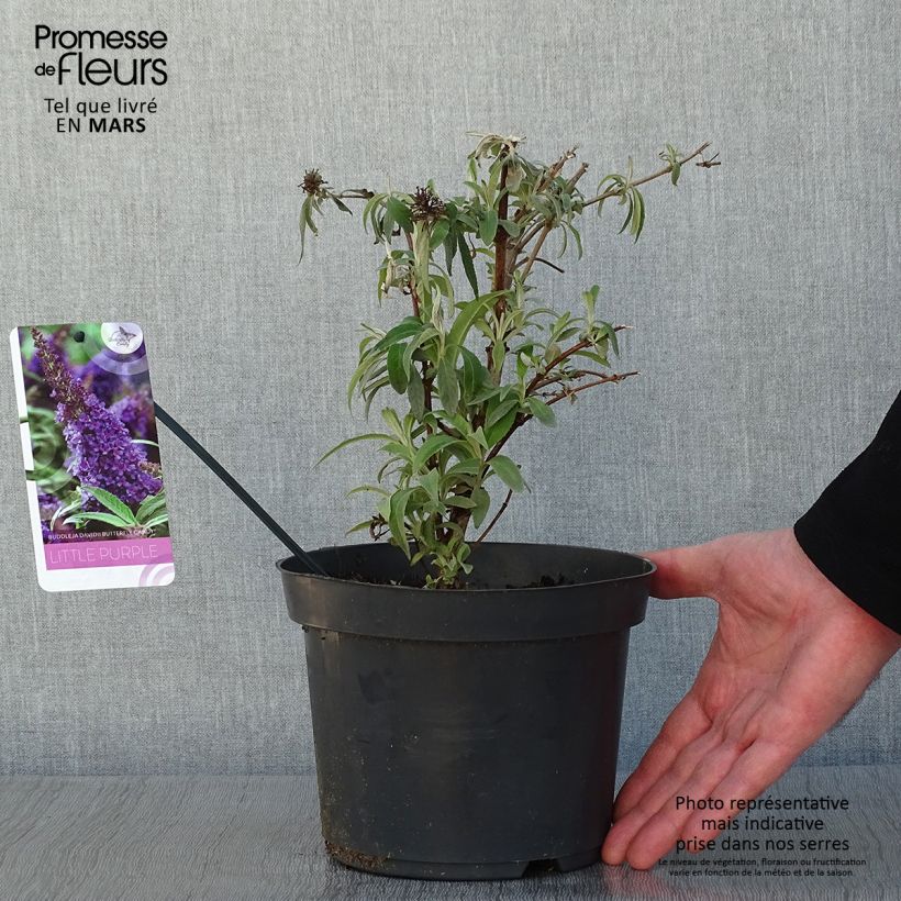 Buddleja davidii Butterfly CandyLittle Purple - Arbre aux papillons nain Pot de 3L/4L sample as delivered in winter