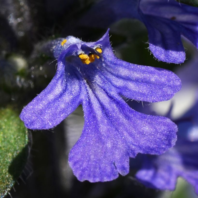 Ajuga reptans Delight (Flowering)