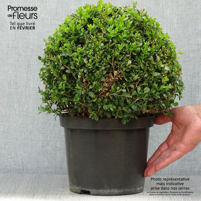 Buis - Buxus microphylla Faulkner en boule Pot de 7.5/10L sample as delivered in autumn