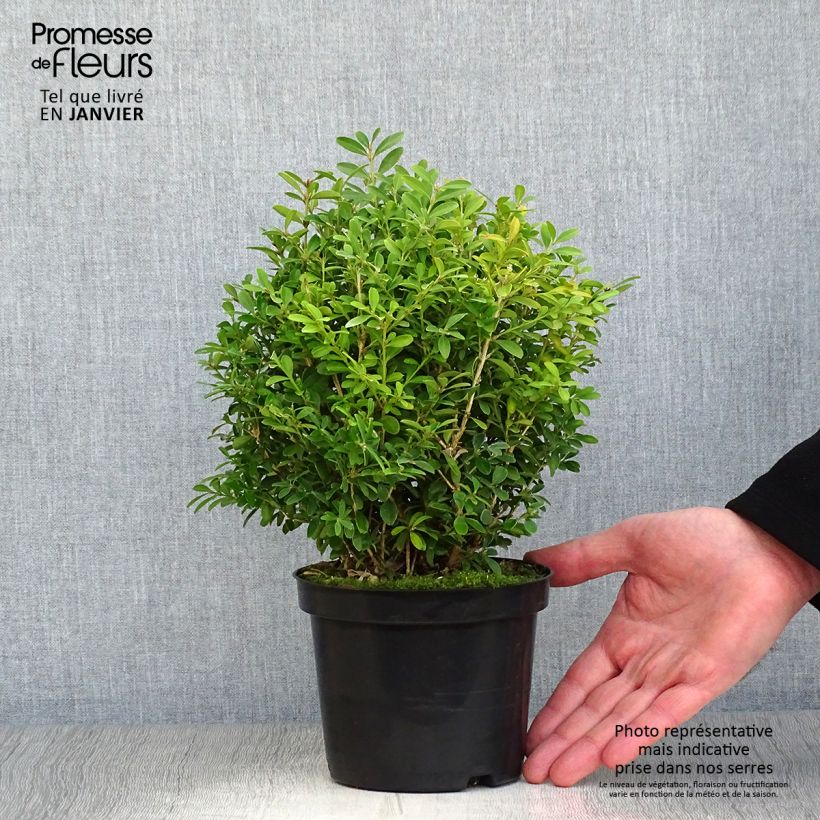 Buis - Buxus microphylla Rococo en pot de 3L/4L sample as delivered in winter