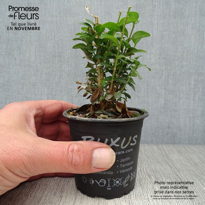 Buis bordure - Buxus sempervirens godet de 9 cm sample as delivered in autumn