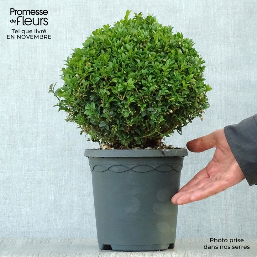 Buis boule - Buxus sempervirens diamètre 20/+cm sample as delivered in autumn