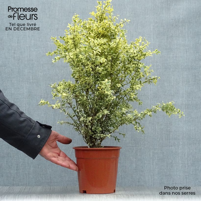 Buis commun panaché - Buxus sempervirens Elegans Pot de 2L/3L sample as delivered in winter