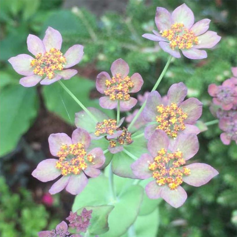 Bupleurum longifolium Bronze Beauty (Flowering)