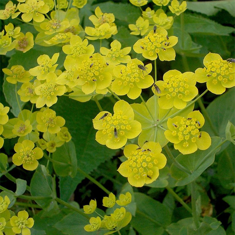 Bupleurum longifolium Aureum (Flowering)