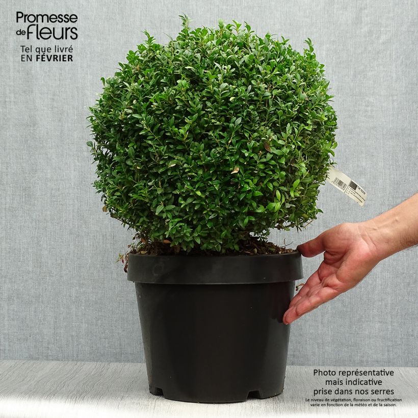 Buxus sempervirens Arborescens - Buis commun Pot de 7,5L/10L sample as delivered in autumn