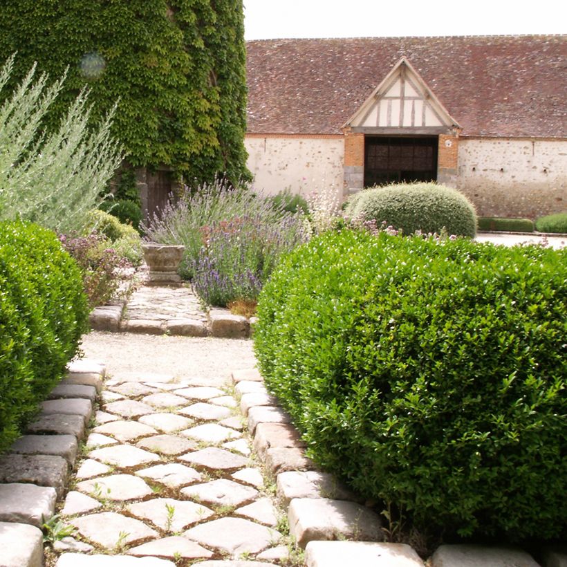 Buxus sempervirens Arborescens - Boxwood (Plant habit)