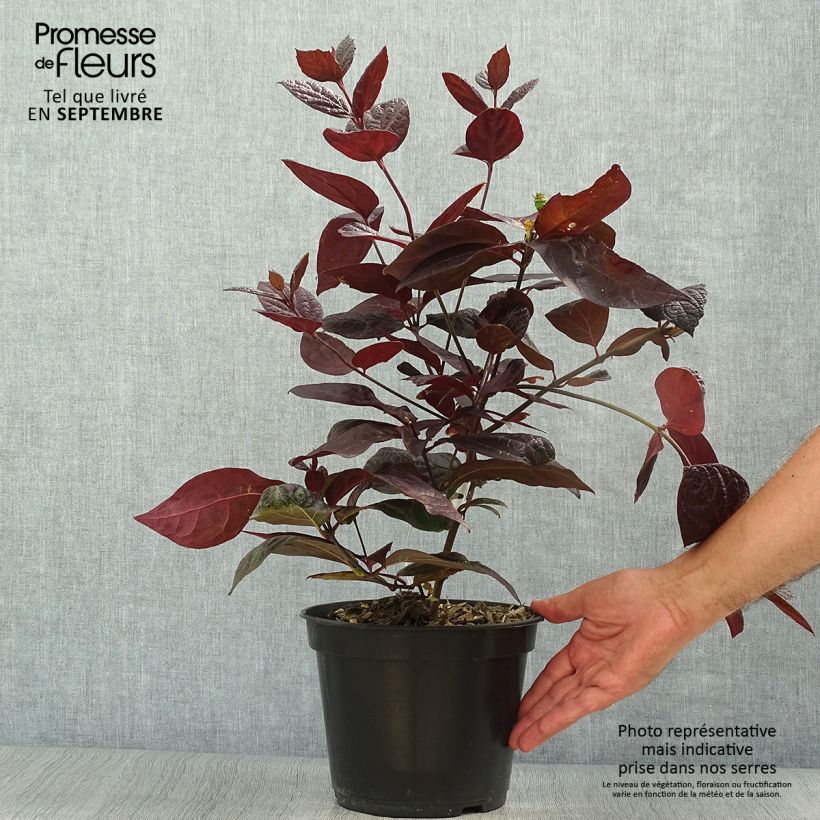 Calycanthus floridus Burgundy Spice - Arbre aux anémones Pot de 4L/5L sample as delivered in autumn