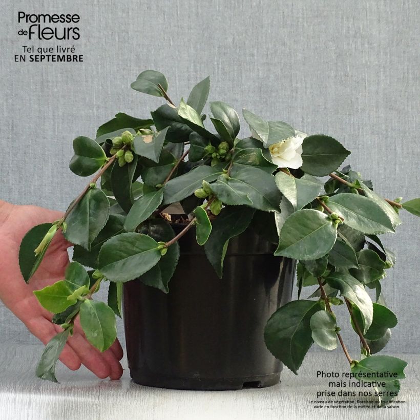 Camélia d'automne - Camellia sasanqua Waterfall White Pot de 4L/5L sample as delivered in autumn