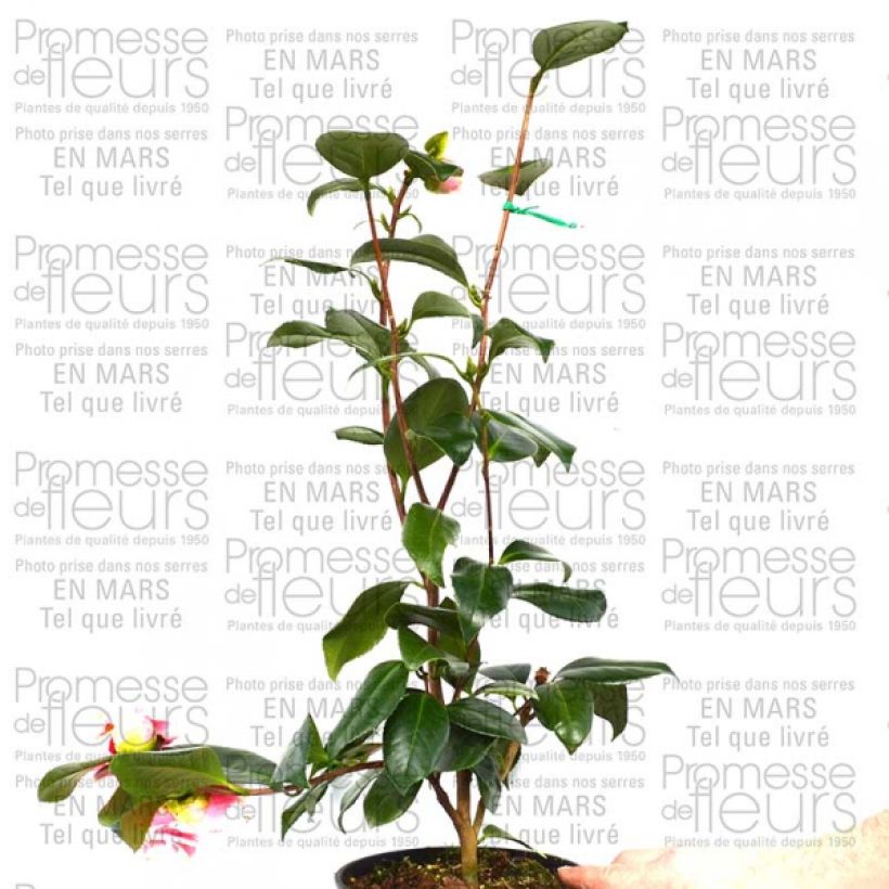 Example of Camellia Look Away 2L/3L potShipped height around 40cm specimen as delivered