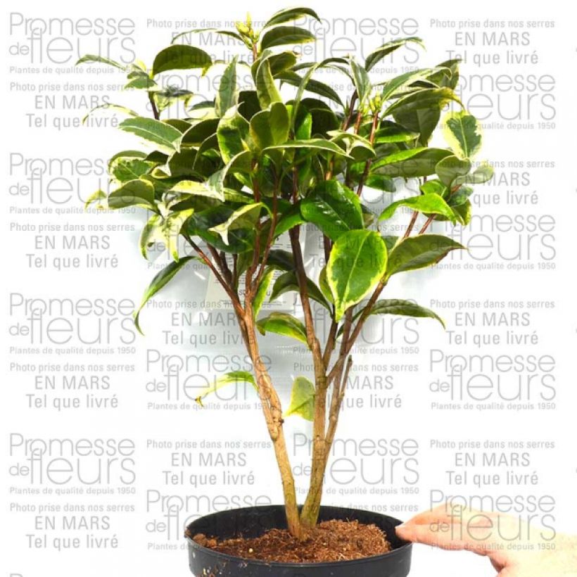 Example of Camellia japonica Kerguelen 4L/5L potShipped height around 60/70cm specimen as delivered