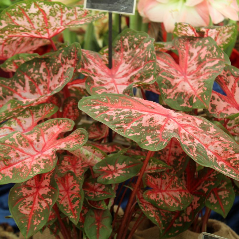 Caladium Carolyn Whorton - Angel Wings (Plant habit)