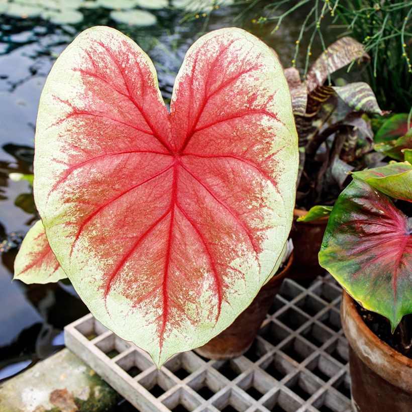 Caladium Mint Julep (Foliage)