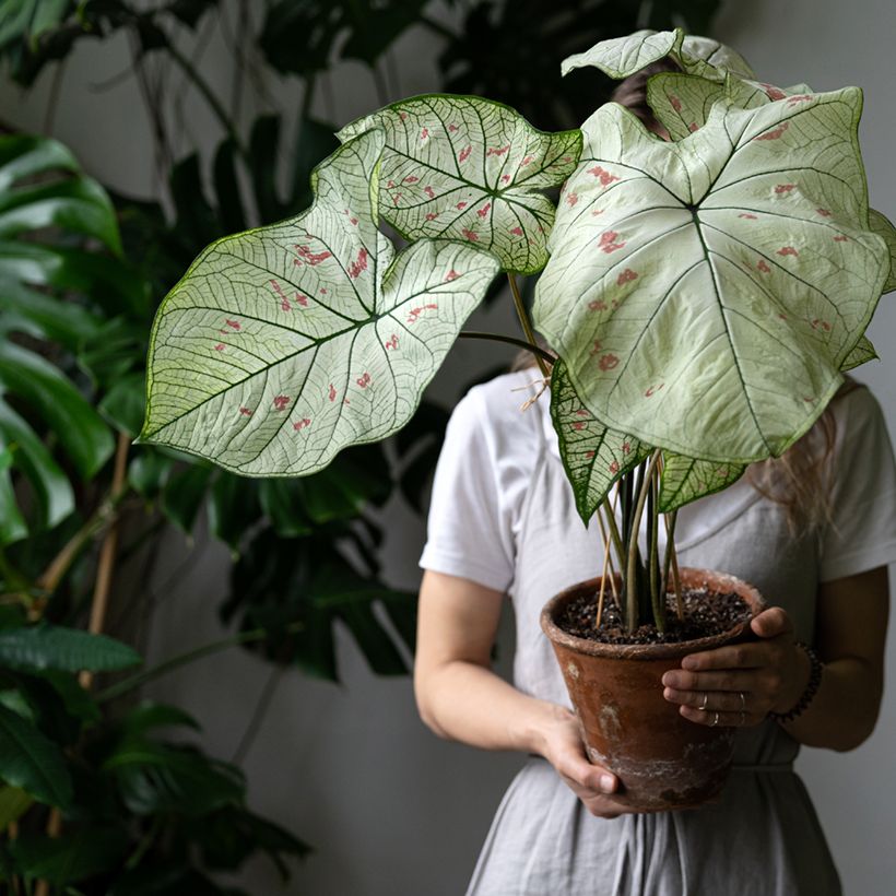 Caladium Strawberry Star (Plant habit)