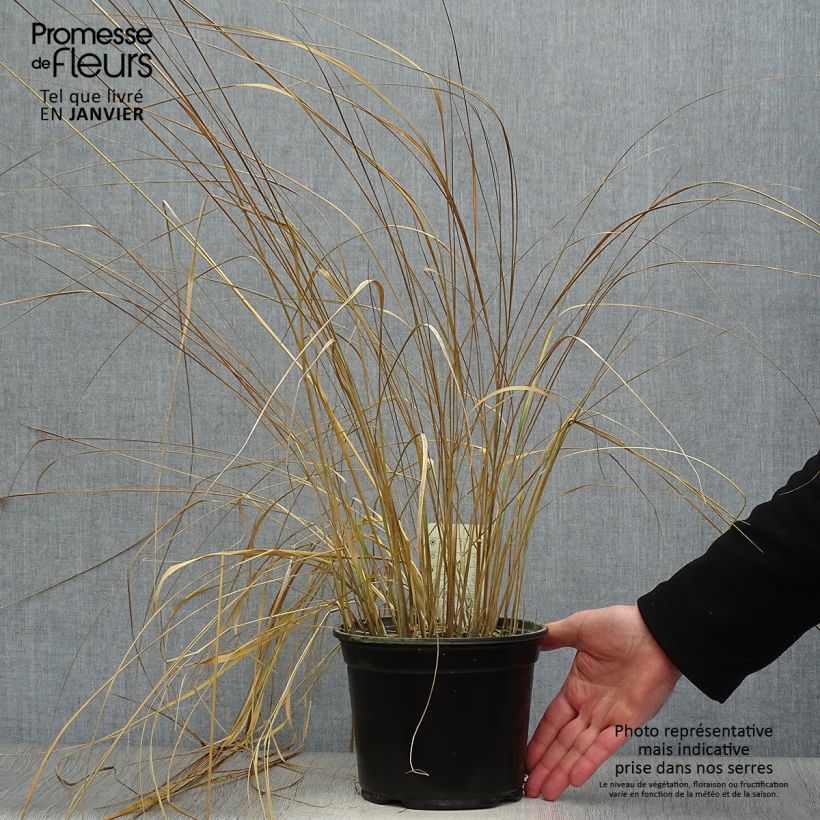 Calamagrostis acutiflora Overdam en pot de 2L sample as delivered in winter