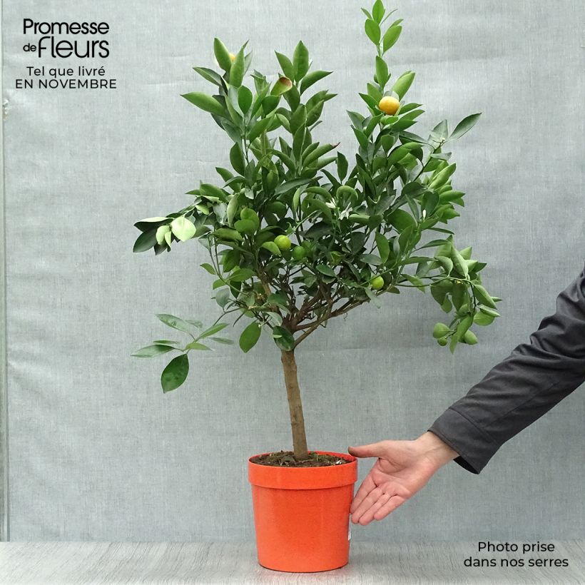 Calamondin - Citrus madurensis (mitis) en pot de 4/5L sample as delivered in autumn