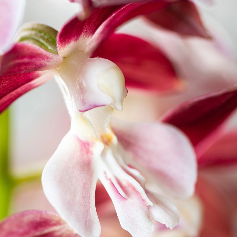 Calanthe Kozu - Garden orchid (Flowering)