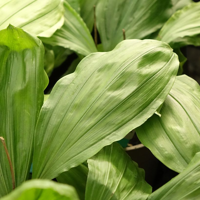 Calanthe Olive Green - Garden orchid (Foliage)