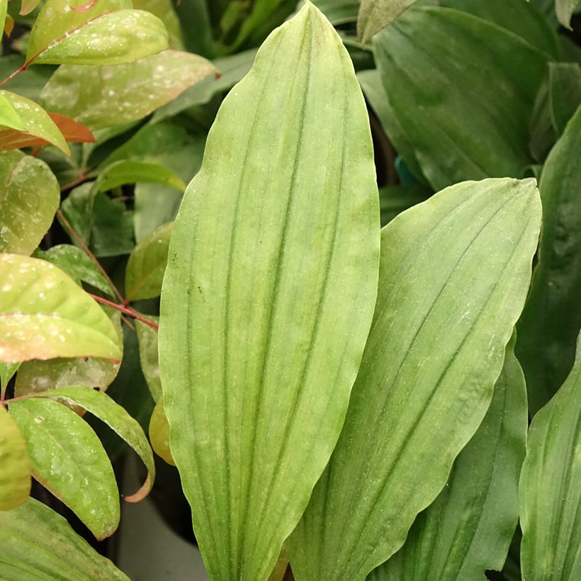 Calanthe Red Sunset - Garden orchid (Foliage)