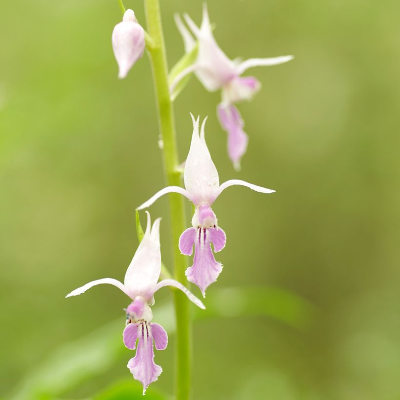 Calanthe reflexa - Garden orchid (Flowering)