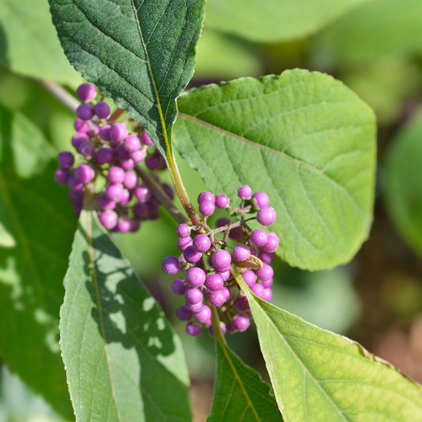 Callicarpa bodinieri Imperial Pearl (Foliage)