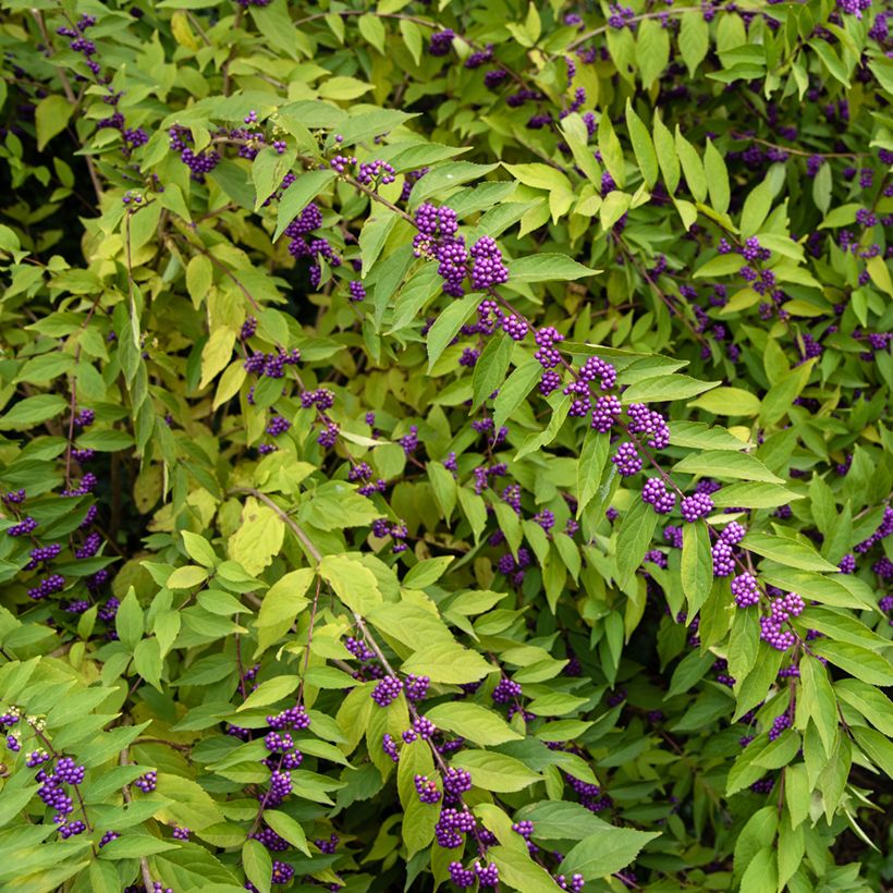 Callicarpa dichotoma (Plant habit)