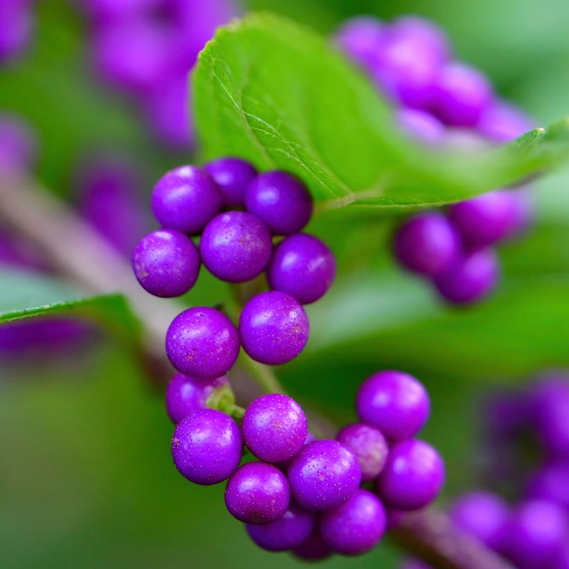 Callicarpa japonica (Harvest)