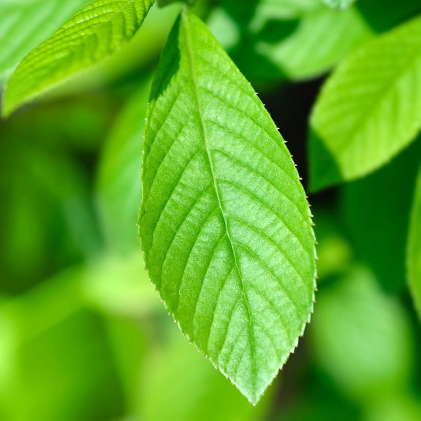 Callicarpa japonica Leucocarpa (Foliage)