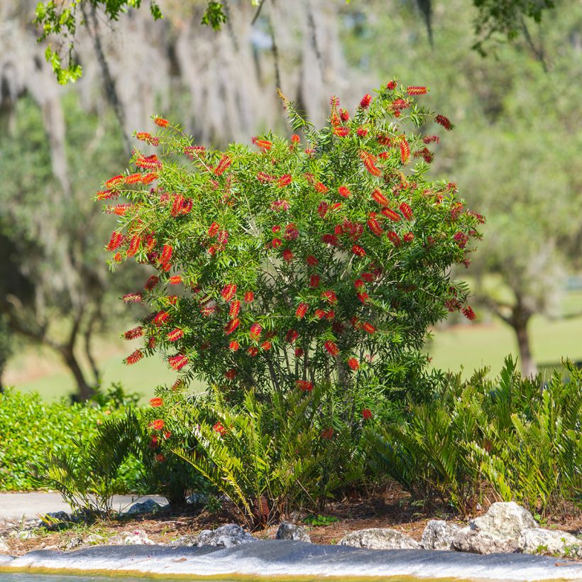 Callistemon Woodlanders Hardy (Plant habit)