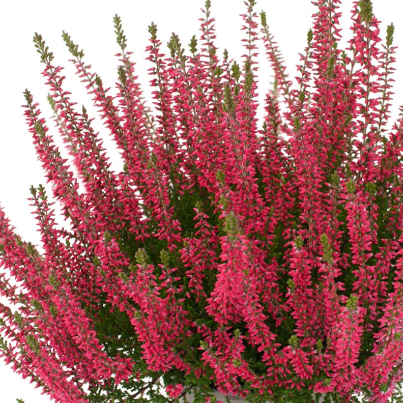 Calluna vulgaris Garden Girls Franca - Heather (Flowering)