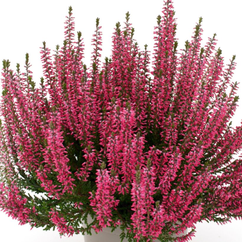 Calluna vulgaris Garden Girls Lioba - Heather (Flowering)